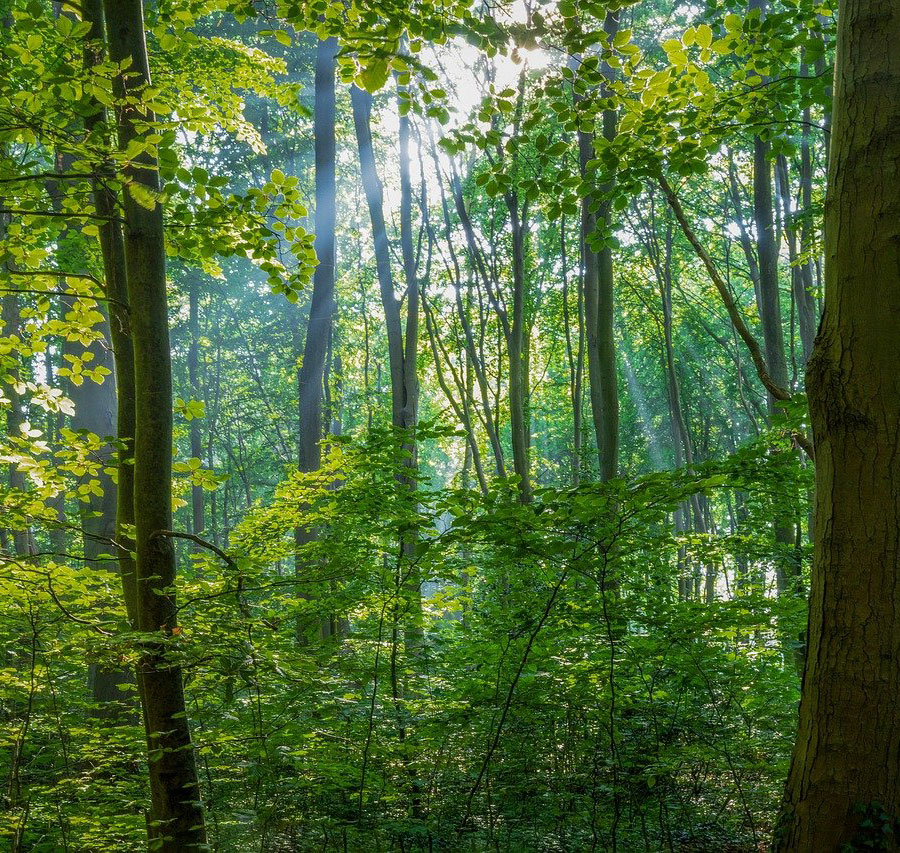 Trees in a forest with sunlight